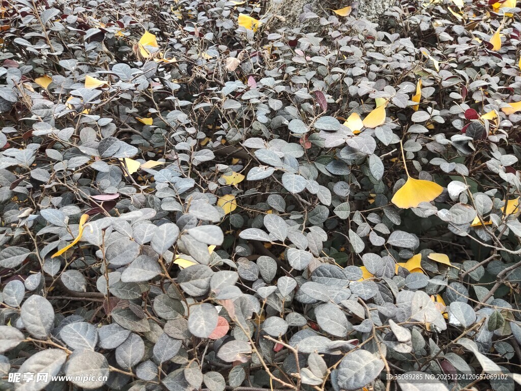 地面散落多彩落叶景象