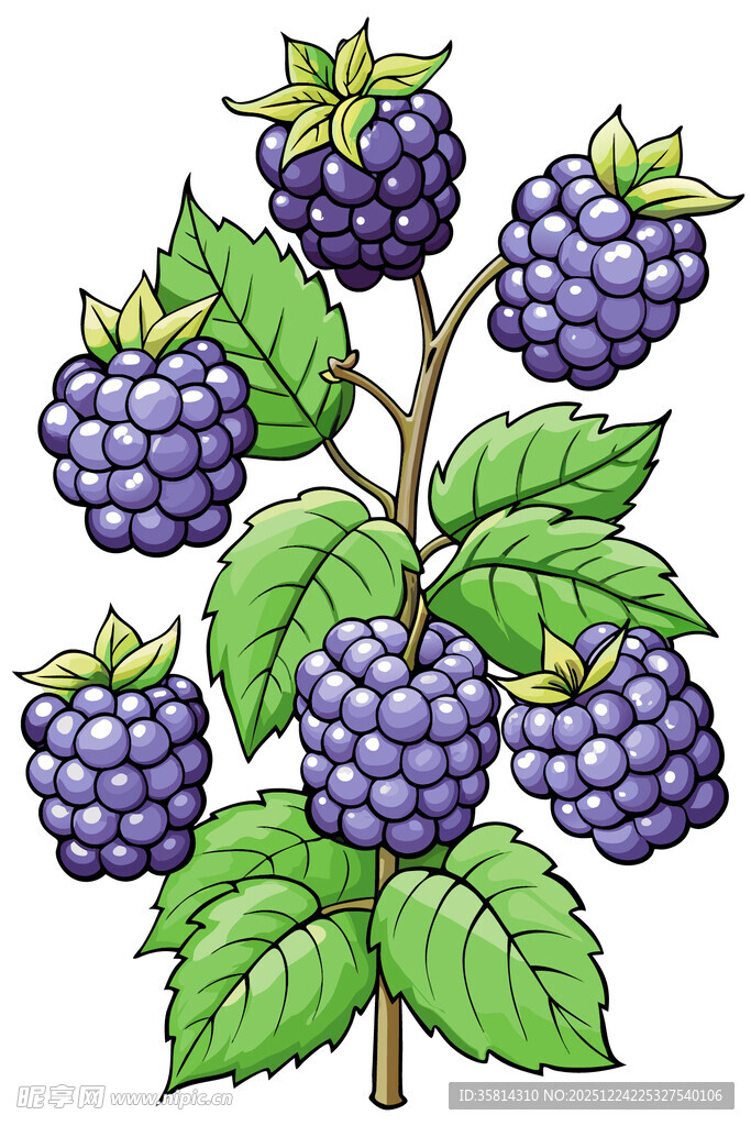 枝头饱满的黑紫色桑葚