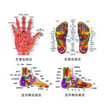 手足部反射区