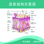 皮肤结构示意图