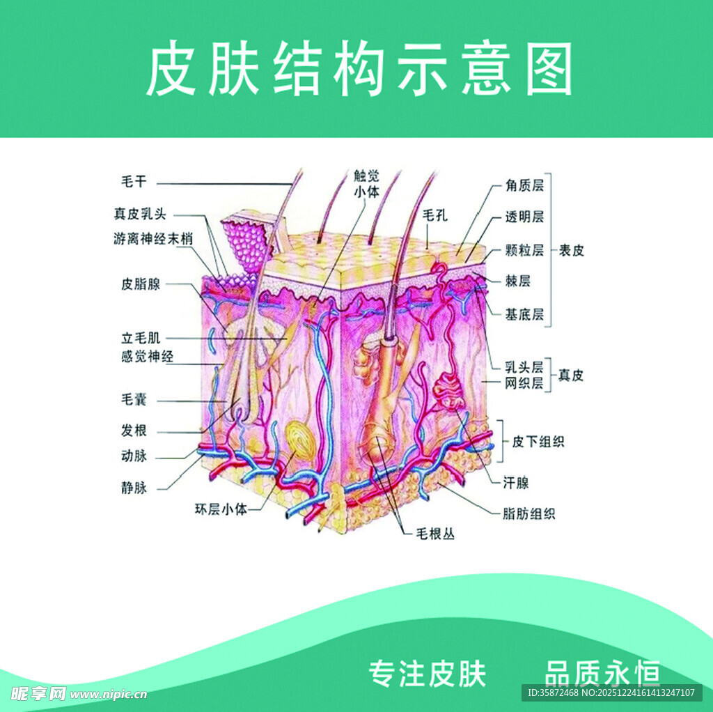 皮肤结构示意图
