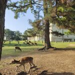 林间小鹿漫步的自然景象