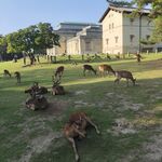 奈良公园中悠闲的鹿群