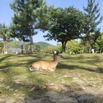 草地上休憩的鹿