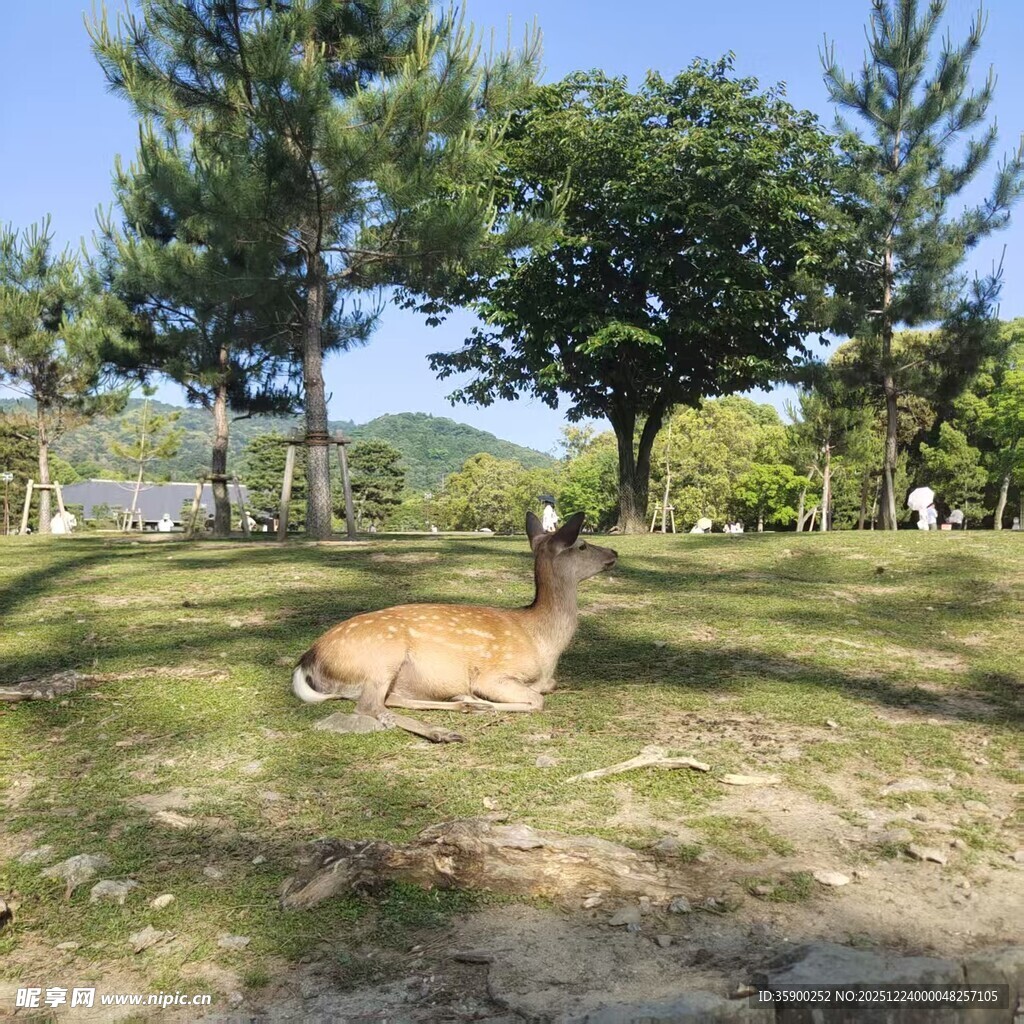 草地上休憩的鹿