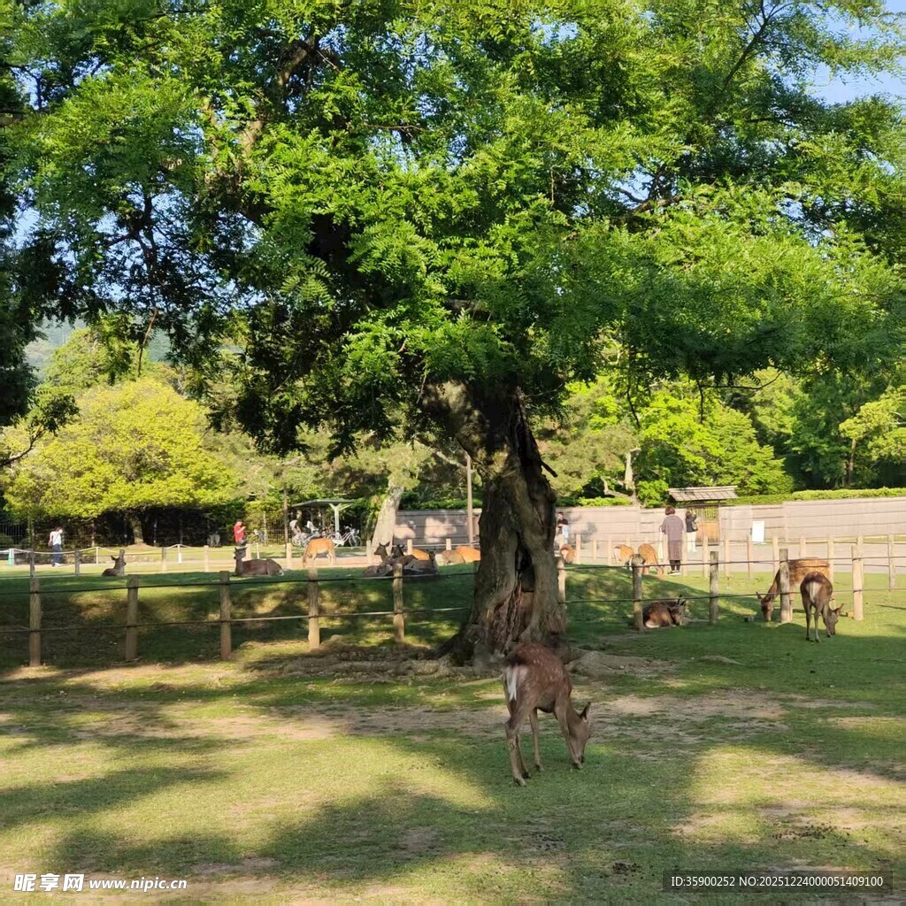 绿荫下的小鹿休憩场景