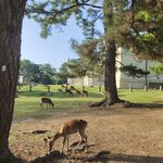 林间草地的悠闲小鹿
