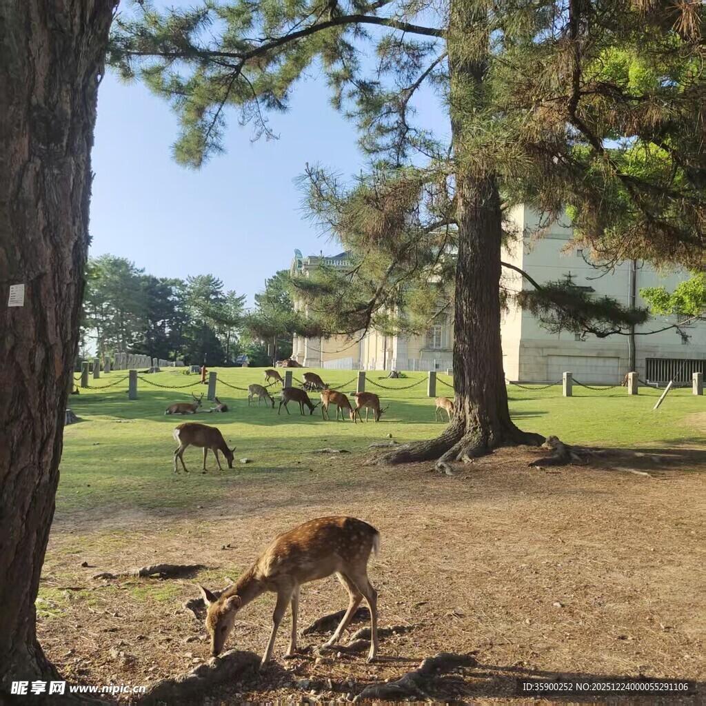 林间草地的悠闲小鹿