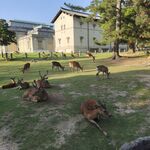 奈良草地的悠闲小鹿