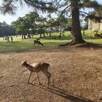 公园中漫步的可爱小鹿