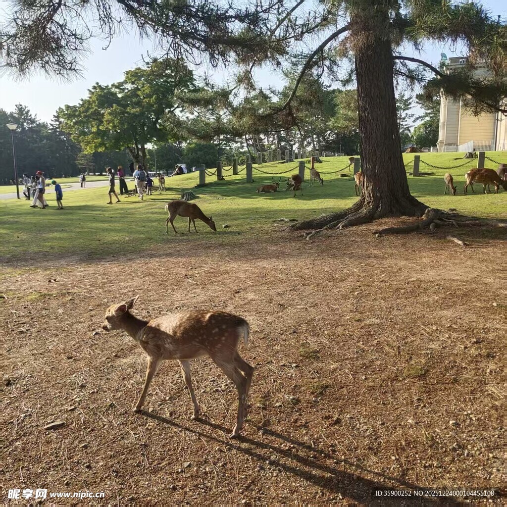 公园中漫步的可爱小鹿