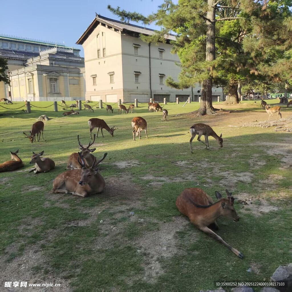 草地上休憩的鹿群
