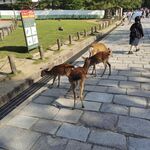 公园中人与小鹿和谐共处