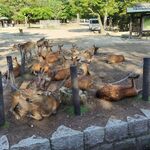 奈良公园休憩的可爱小鹿