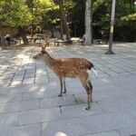 公园中站立的可爱梅花鹿