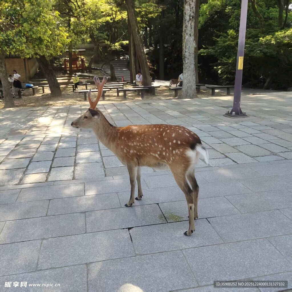 公园中站立的可爱梅花鹿