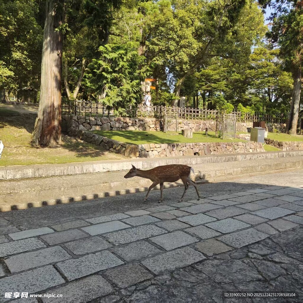 林间小道上漫步的小鹿