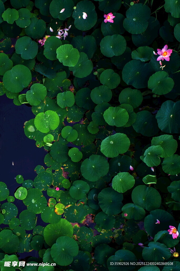 荷塘夜色中的粉色荷花