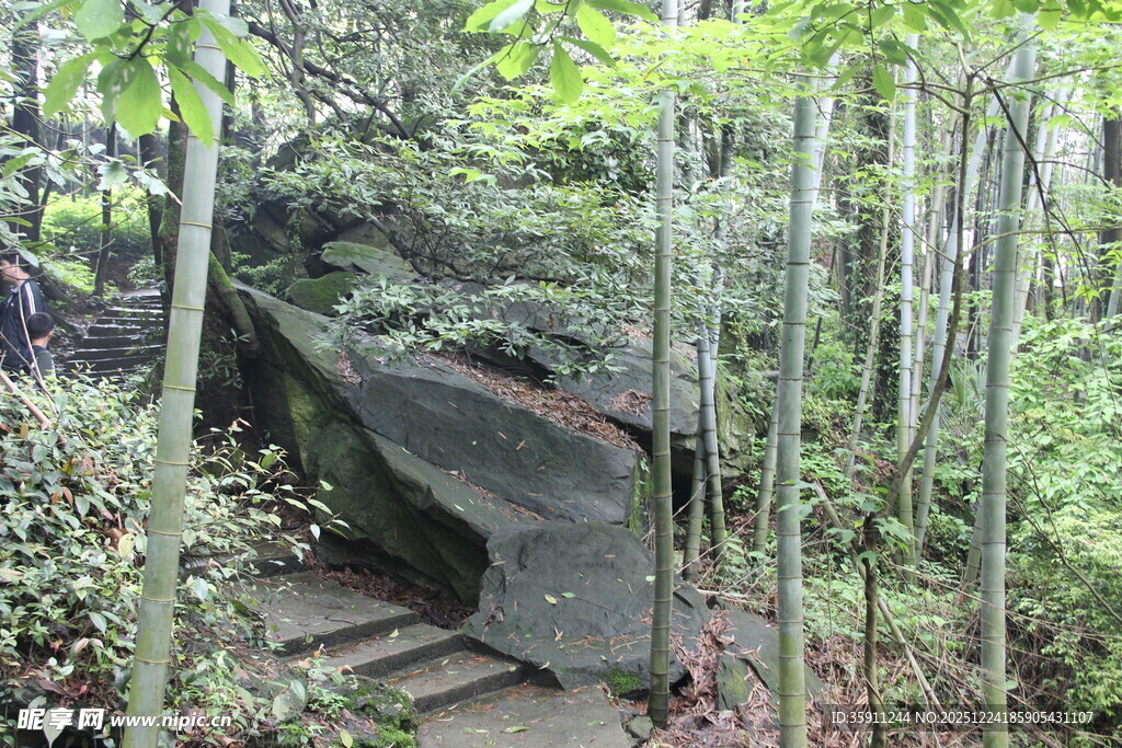 竹林中的隐蔽网状设施