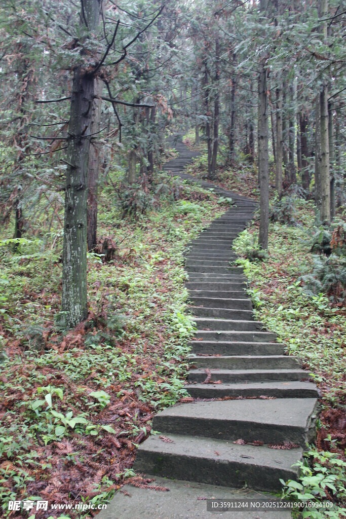 林间石阶小径静谧之景