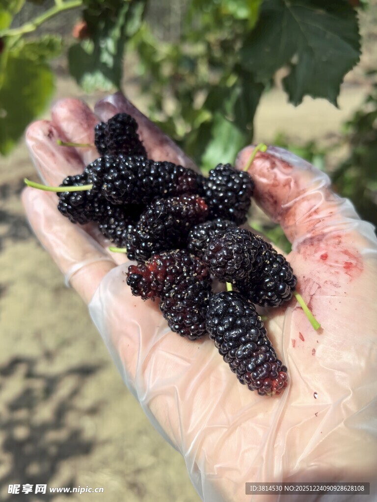 手捧新鲜饱满的桑葚