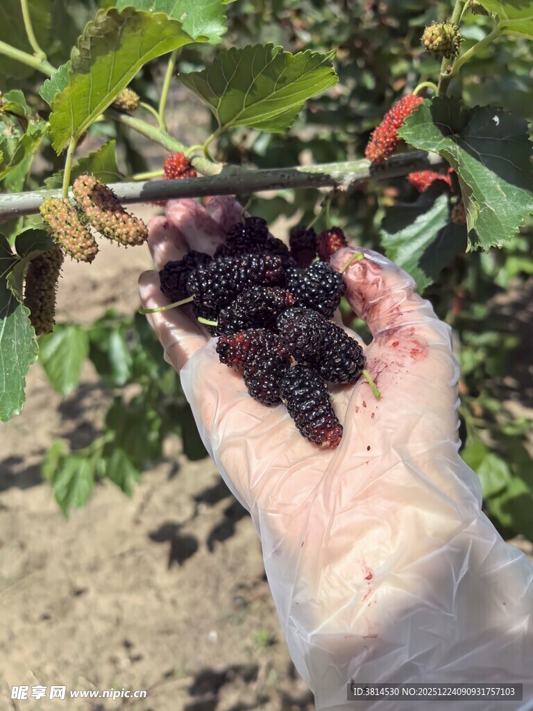 手捧新鲜饱满的桑葚