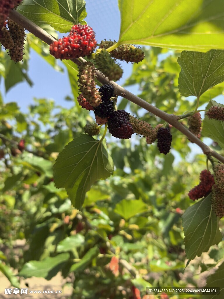 枝头桑葚红紫诱人