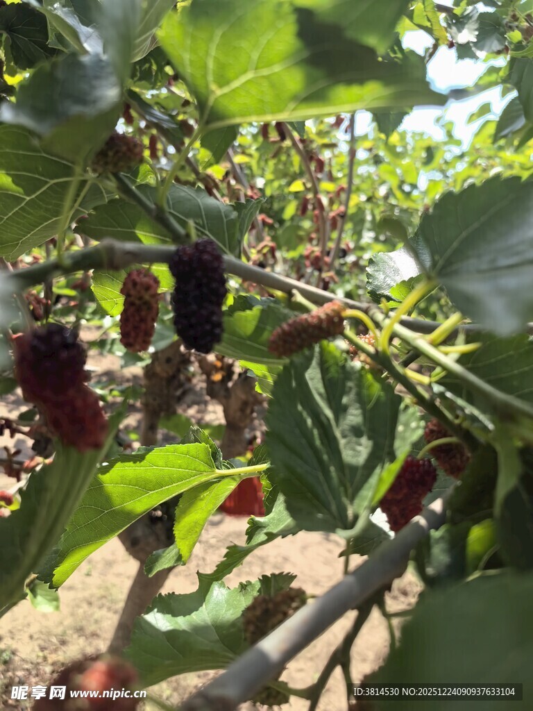 树上成熟的桑葚果实