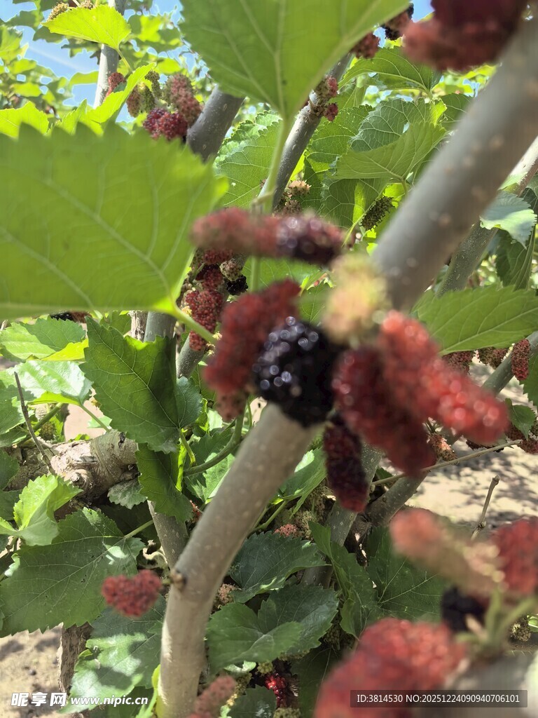 枝头桑葚果实饱满诱人