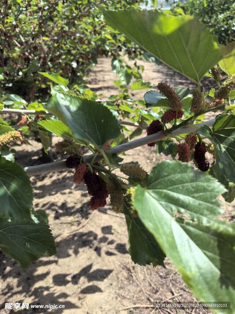 果园里的繁茂果树