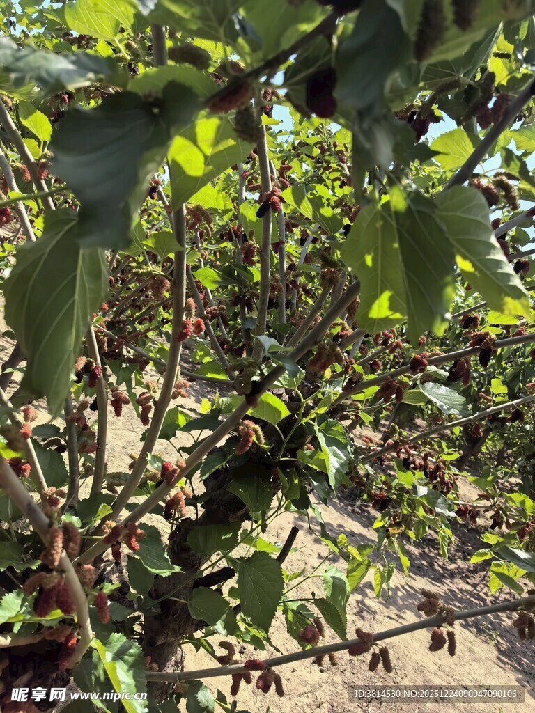 绿叶丛中的果实与枝叶