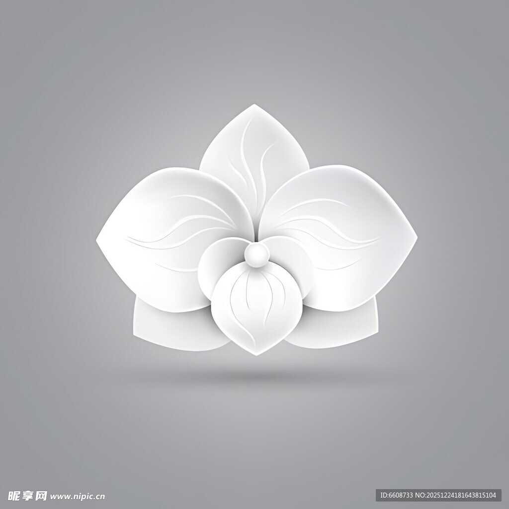 白色兰花花朵特写