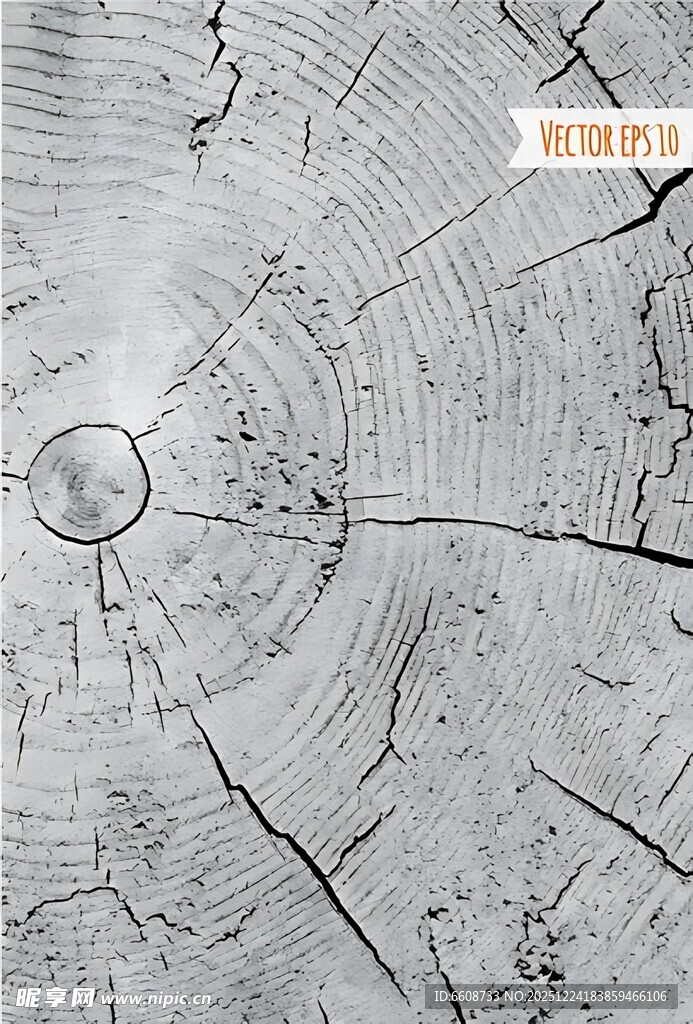 树桩年轮纹理特写