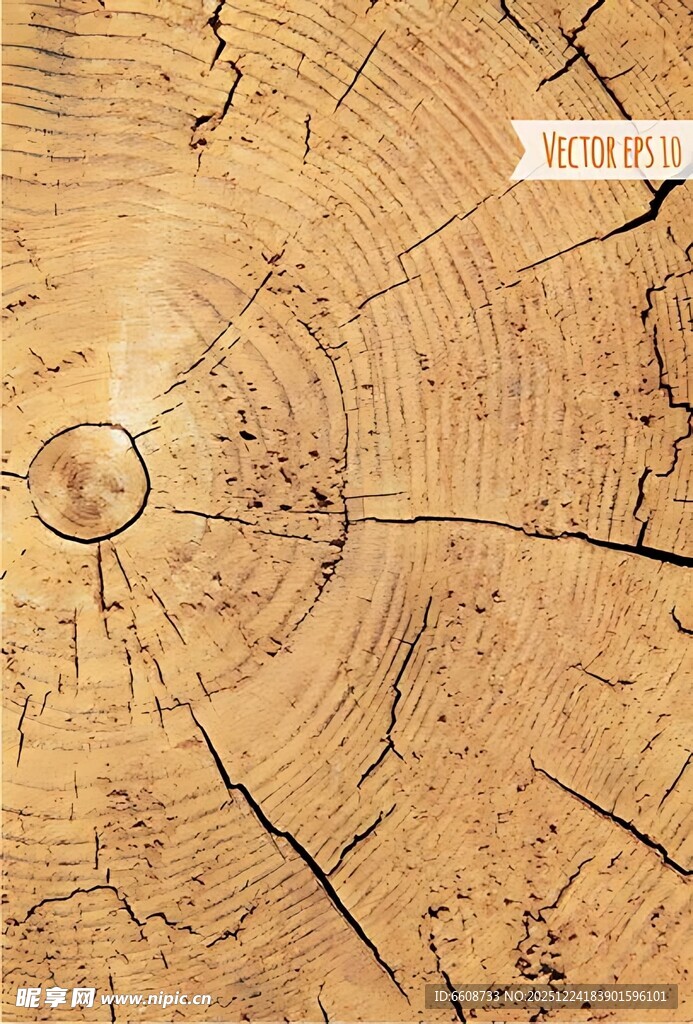 树桩年轮纹理特写