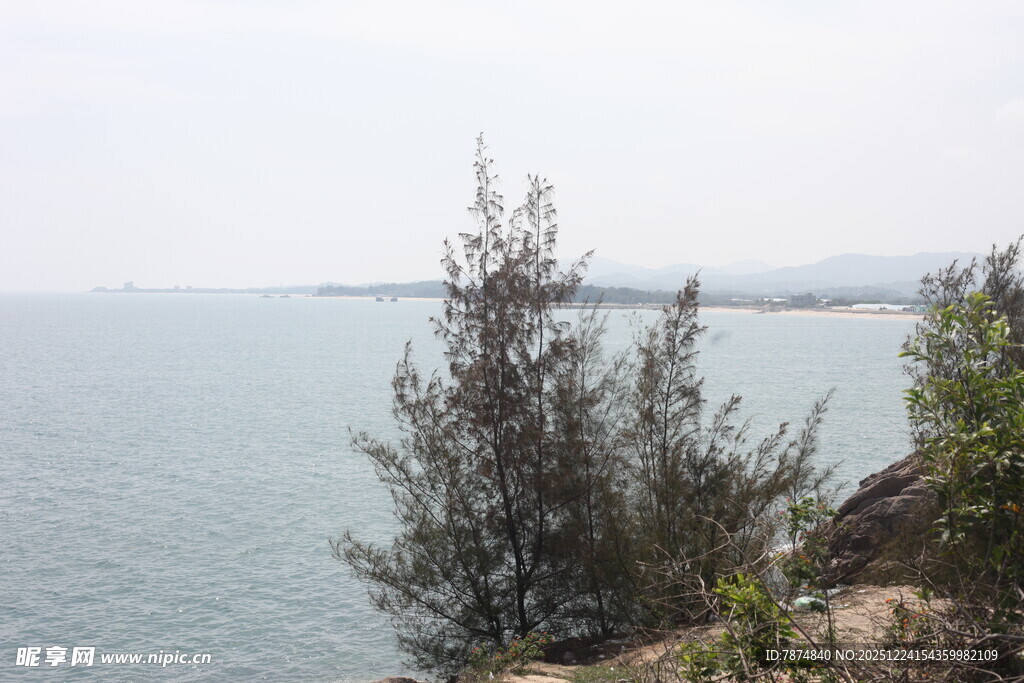 海边孤树 静谧自然景致