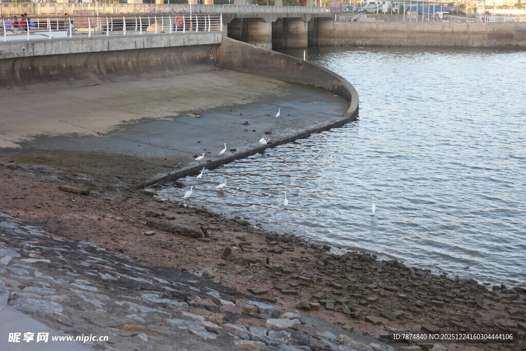 河岸滩涂景象