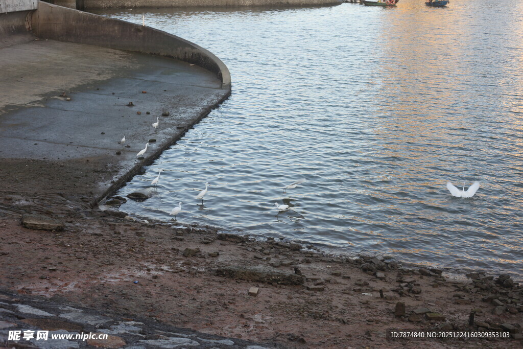 河畔水波与孤鸟