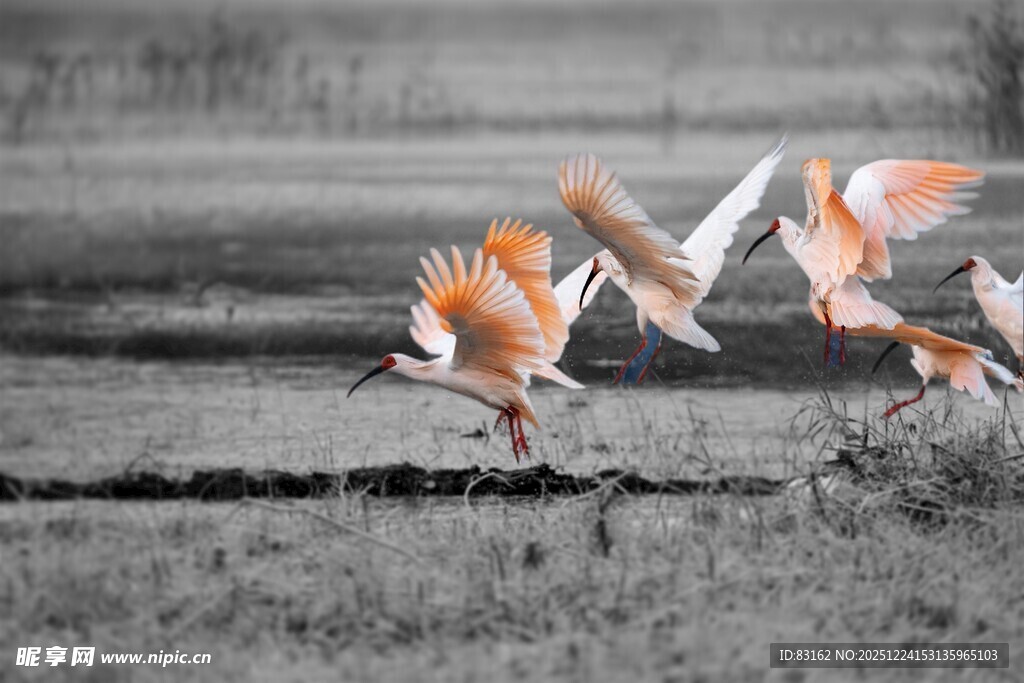 橙白相间飞鸟展翅欲飞