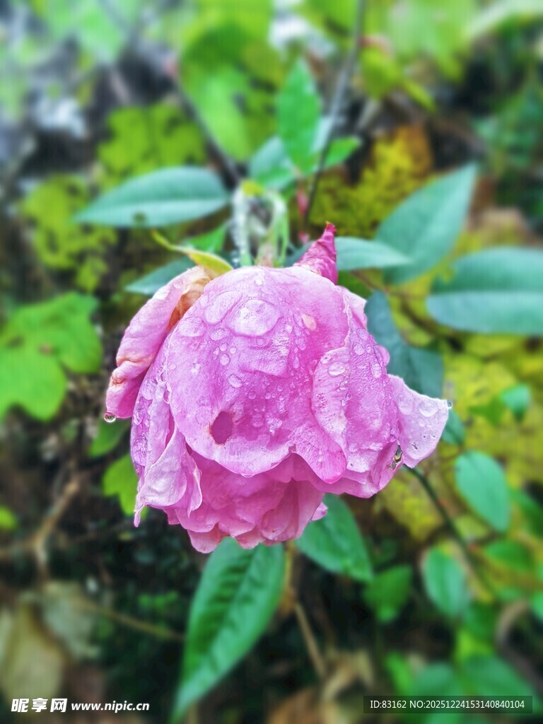 带露粉玫瑰绽放绿叶间