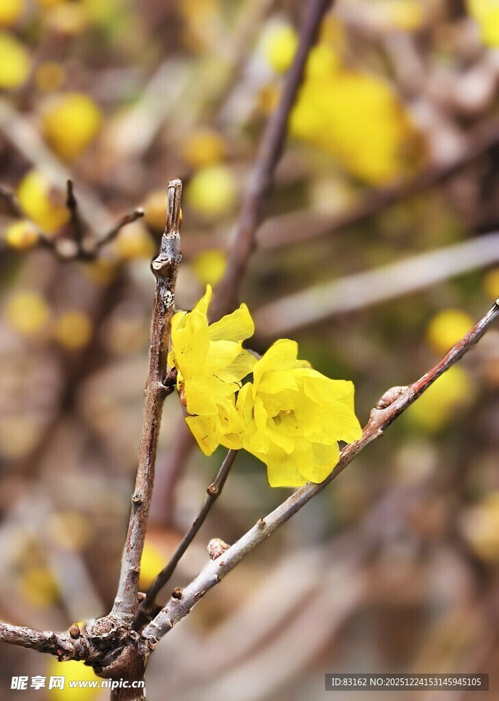 枝头绽放的明黄色小花