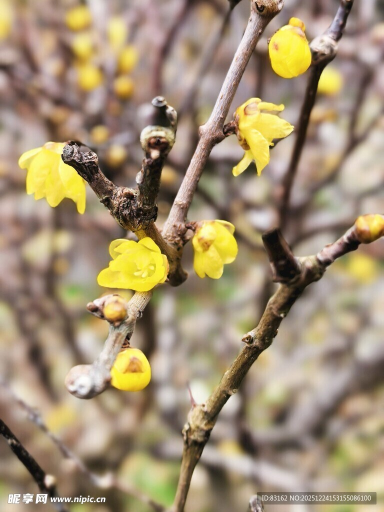 腊梅绽放枝头