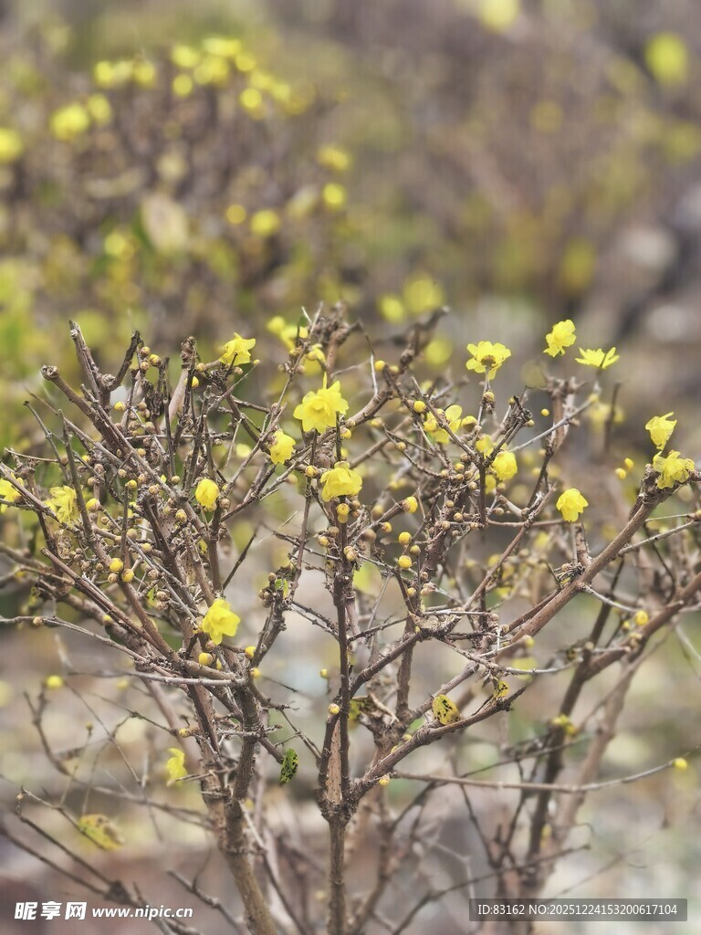 枝头绽放的黄色小花