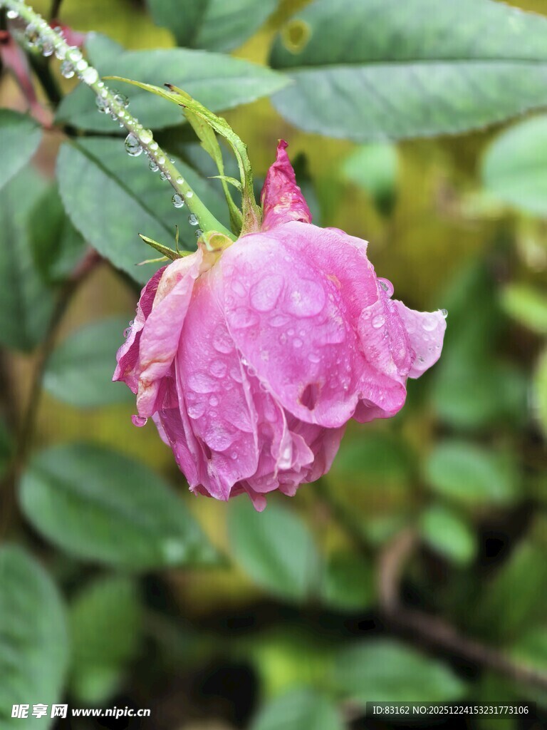 带露粉色凋零花朵