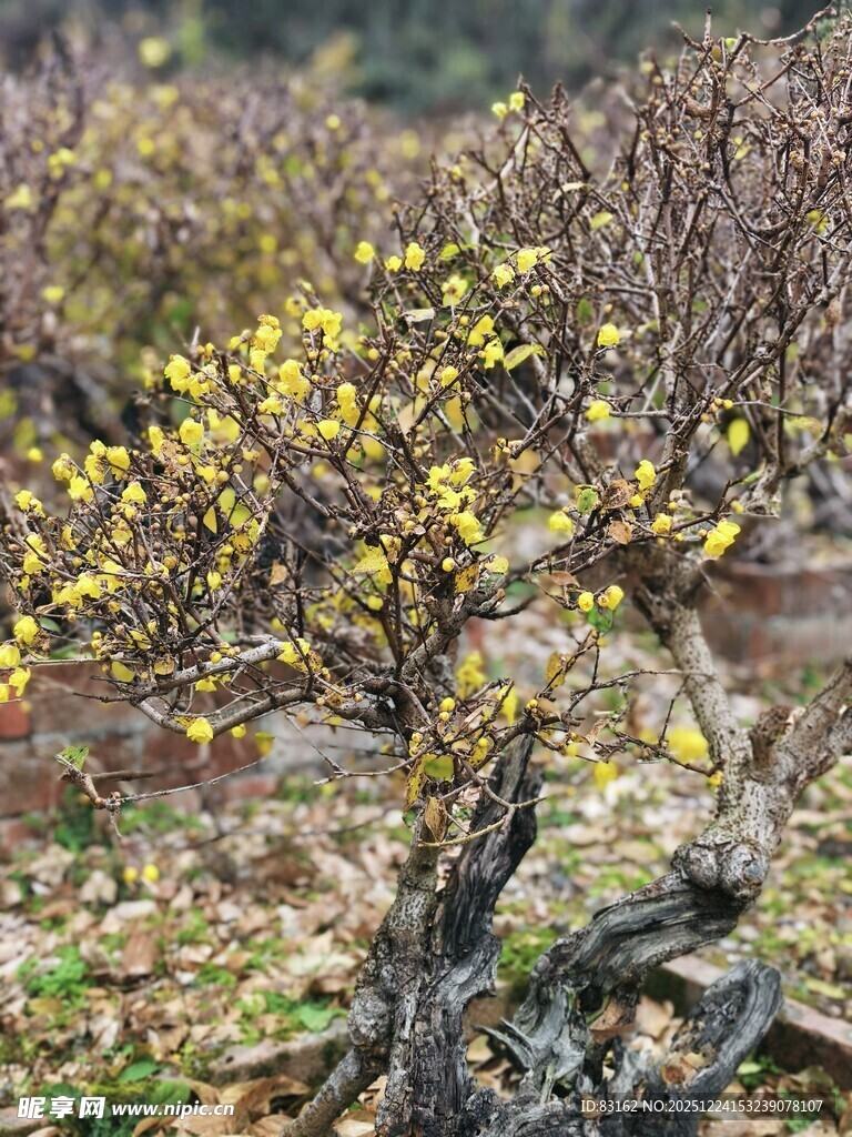 腊梅绽放枝头