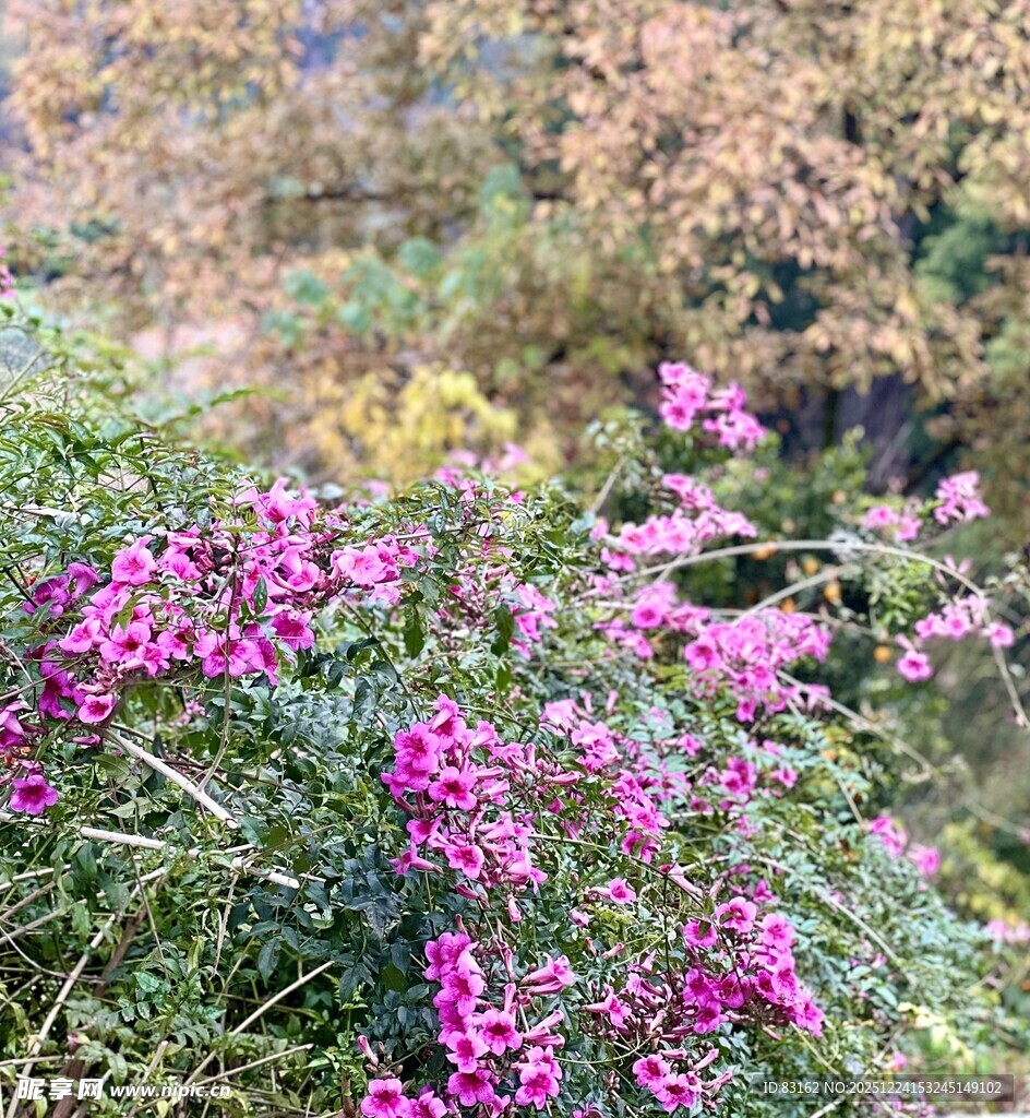 秋日绽放的艳丽紫色花卉