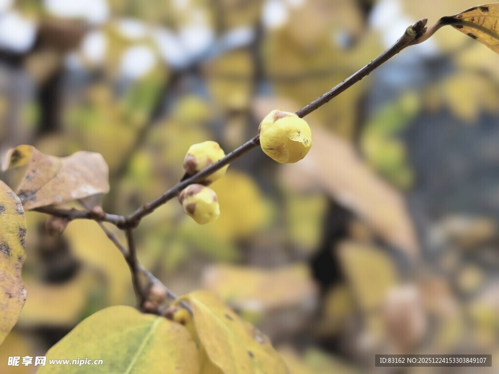 枝头黄果伴秋叶