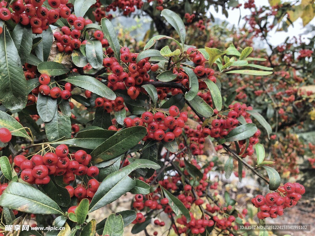 红果绿叶植物特写