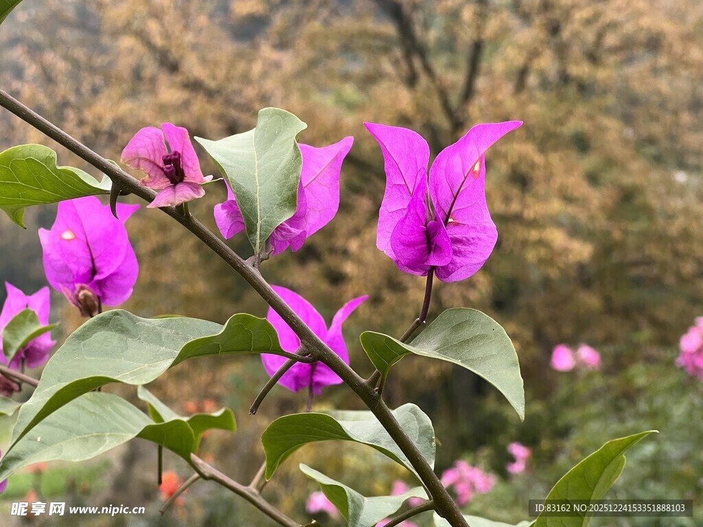 娇艳三角梅绽放枝头