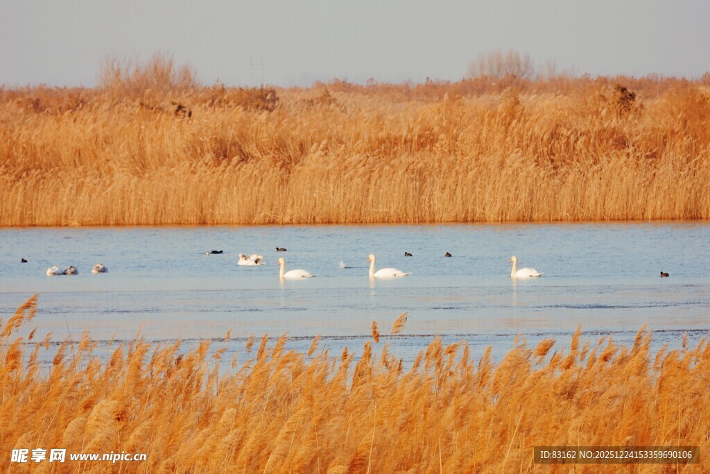 湖畔天鹅与芦苇美景