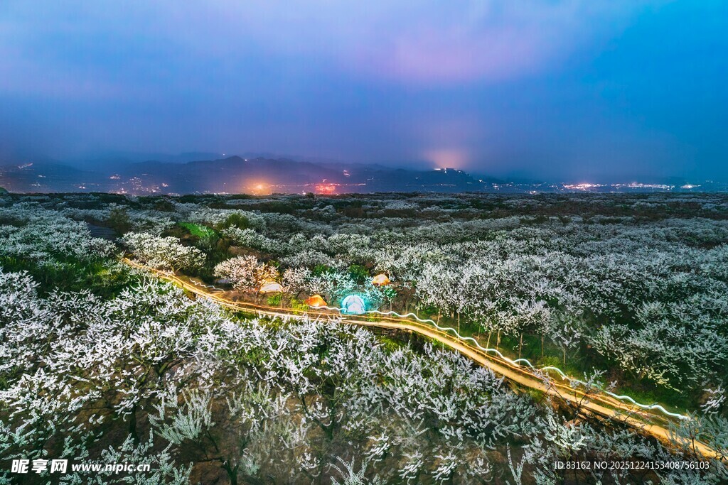 梦幻花海中的蜿蜒步道